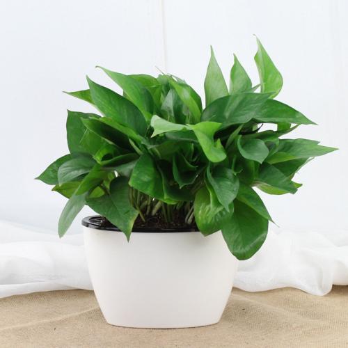 甲醛事件頻現(xiàn),別把自己和家人當(dāng)“綠蘿”! 甲醛事件頻現(xiàn),別把自己和家人當(dāng)“綠蘿”!