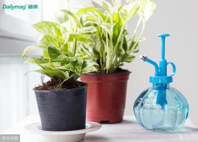 綠蘿不能夠去除甲醛,那么空氣清新劑就可以了嗎?