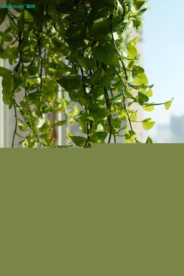 ��h�·���ס�ļ�ȩΣ��