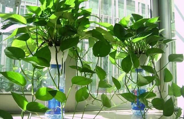 �b�޳���ȩ����ȩ���ǣ��G�}���m�����������ھG�}������ȩ���G�������h��