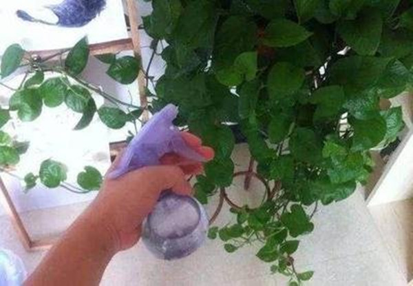 �b�޳���ȩ����ȩ���ǣ��G�}�����흲ˮ�����ھG�}���L���G�������h��