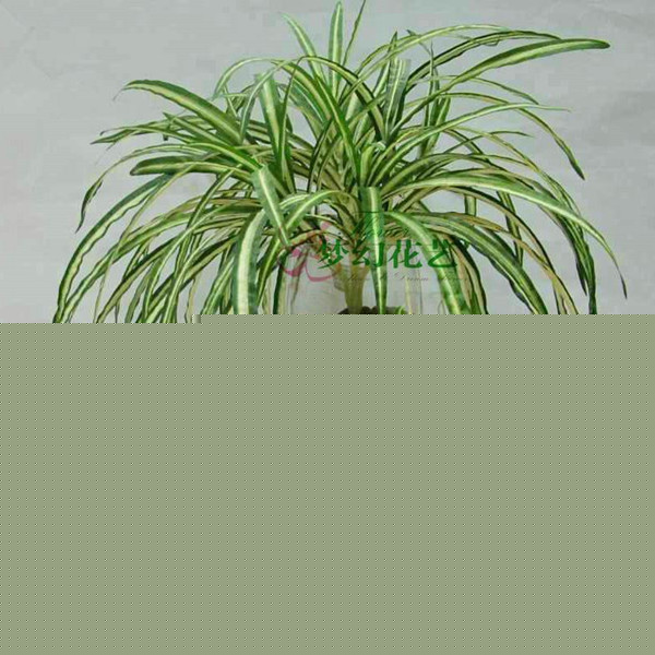 ����ȩֲ����m����ȩ