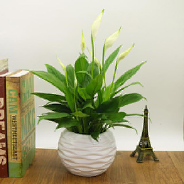 武漢綠健君安,專業(yè)除甲醛