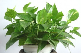 ����ȩֲ��G�}ȥ��ȩ���G�������h��