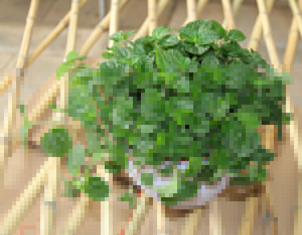 武漢綠健君安,專業(yè)除甲醛