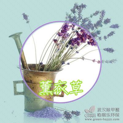 夏日植物種植技巧,適合夏天種的植物,室內凈化空氣植物,室內除甲醛植物,武漢除甲醛綠健君安,植物養護技巧