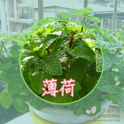 夏日植物種植技巧,適合夏天種的植物,室內凈化空氣植物,室內除甲醛植物,武漢除甲醛綠健君安,植物養護技巧